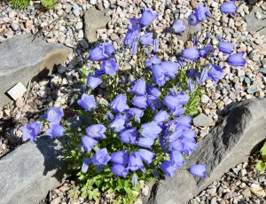 Campanula, Fredericton Botanic Garden
