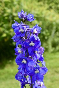 Delphinium, Fredericton Botanic Garden