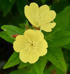 Evening Primrose, Fredericton Botanic Garden