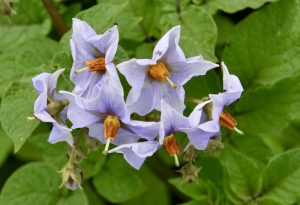 Nightshade, Fredericton Botanic Garden