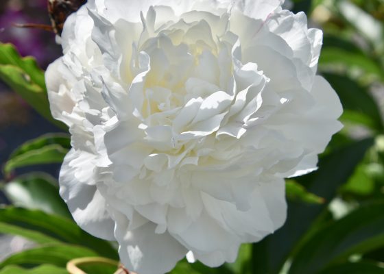 White Peony, Fredericton Botanic Garden