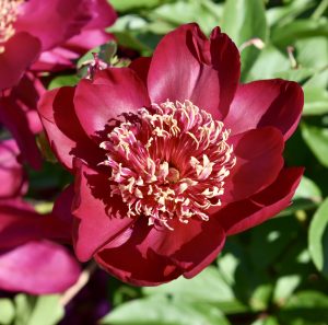 Peony 2, Fredericton Botanic Garden