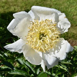 Peony 4, Fredericton Botanic Garden