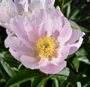 Peony 5, Fredericton Botanic Garden