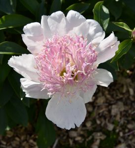 Peony 7, Fredericton Botanic Garden