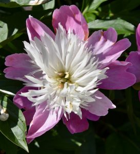 Peony 9, Fredericton Botanic Garden