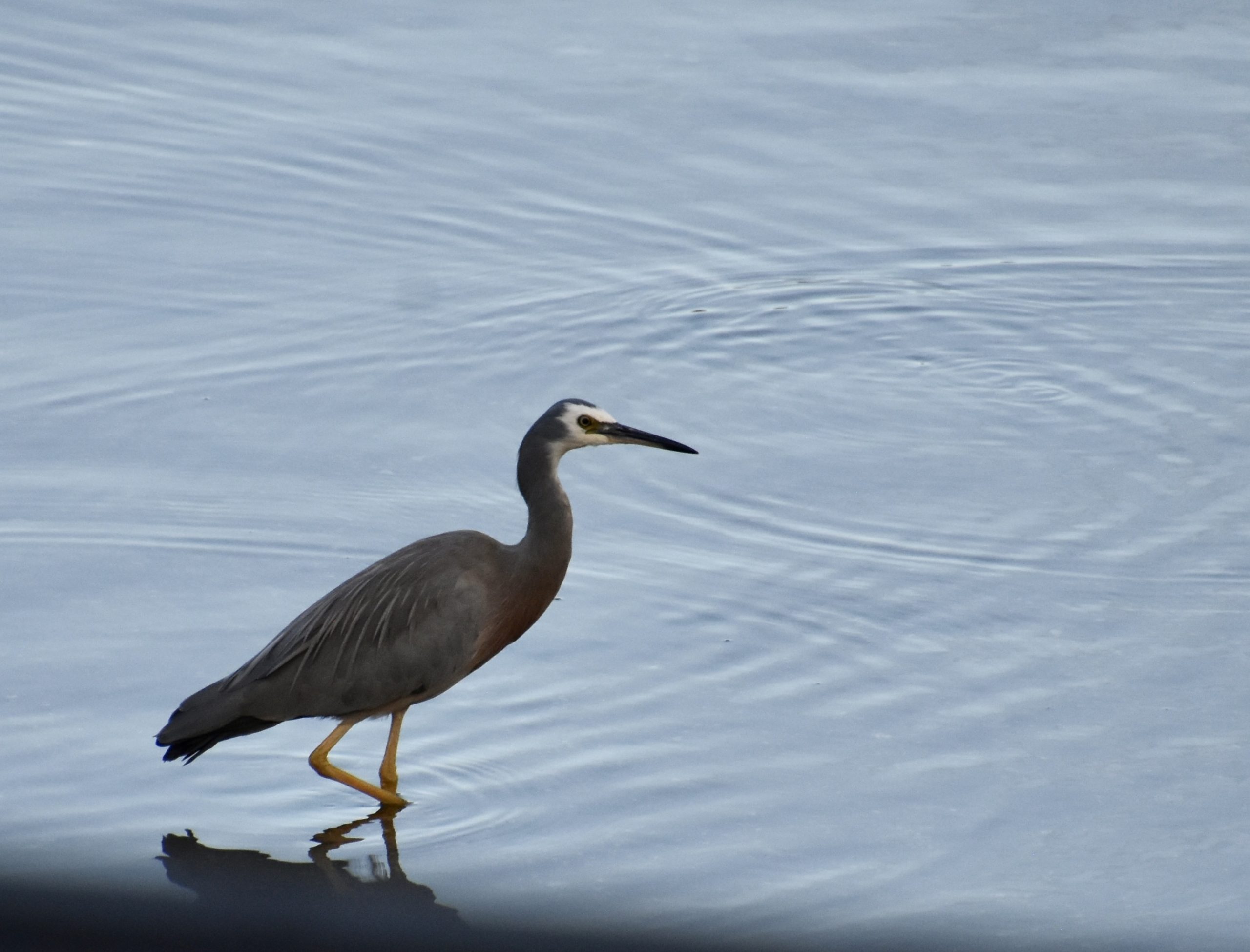 White-Faced Heron, Whitianga, The Coromandel