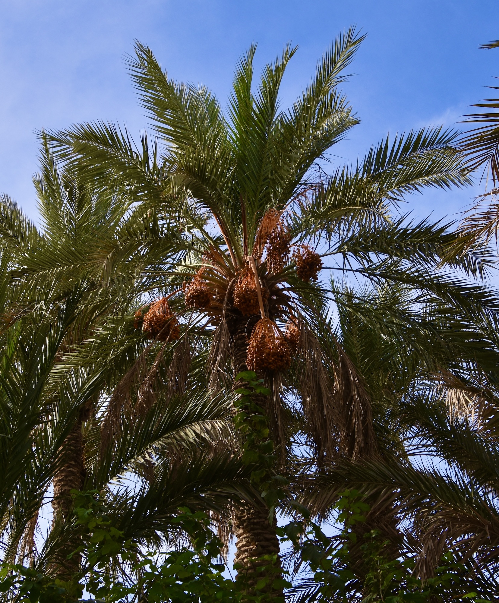 Date Palm Ripe with Fruit, Rissani