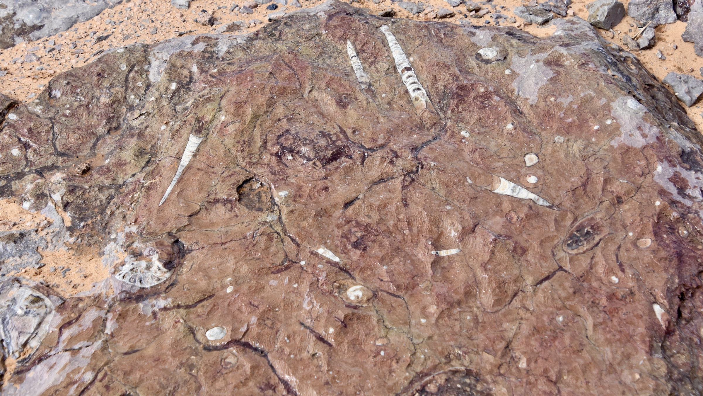 Desert Fossils on the Way to Merzouga