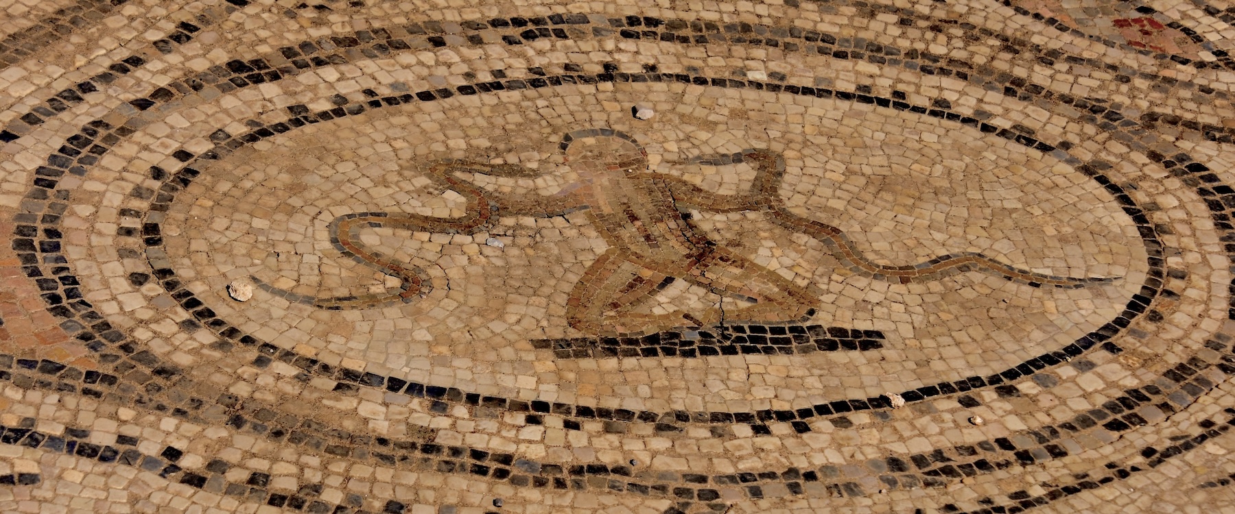 Killing the Snakes as a Baby, Volubilis