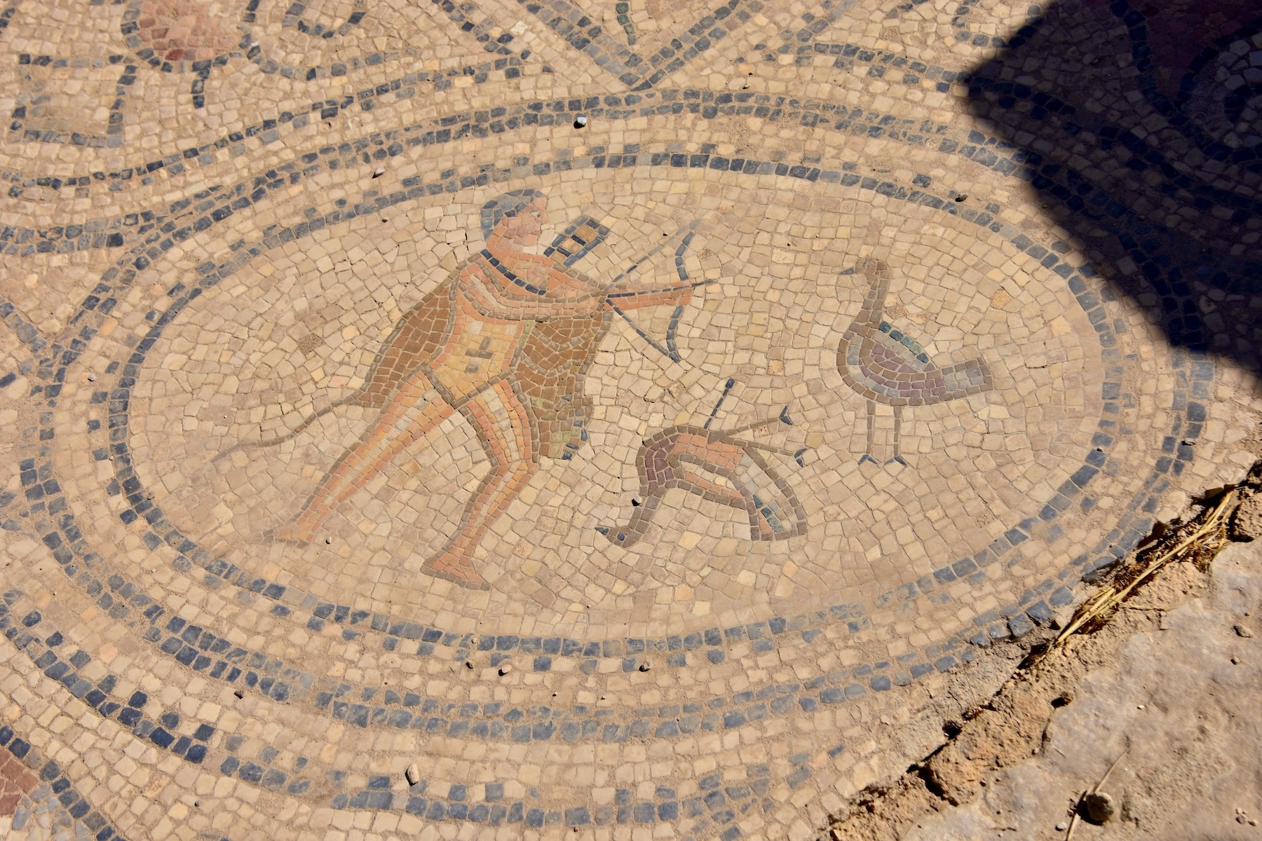 Killing the Stymphalian Birds, Volubilis