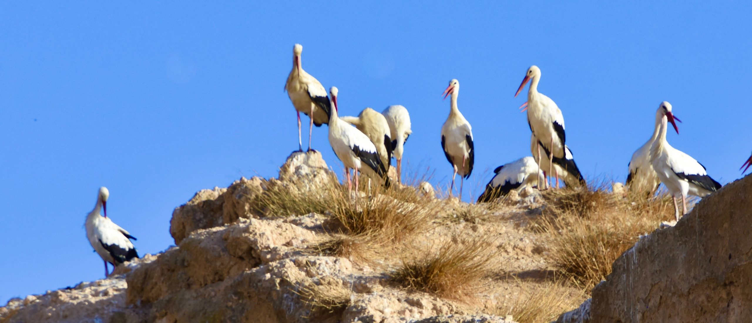 Storks in Meknes