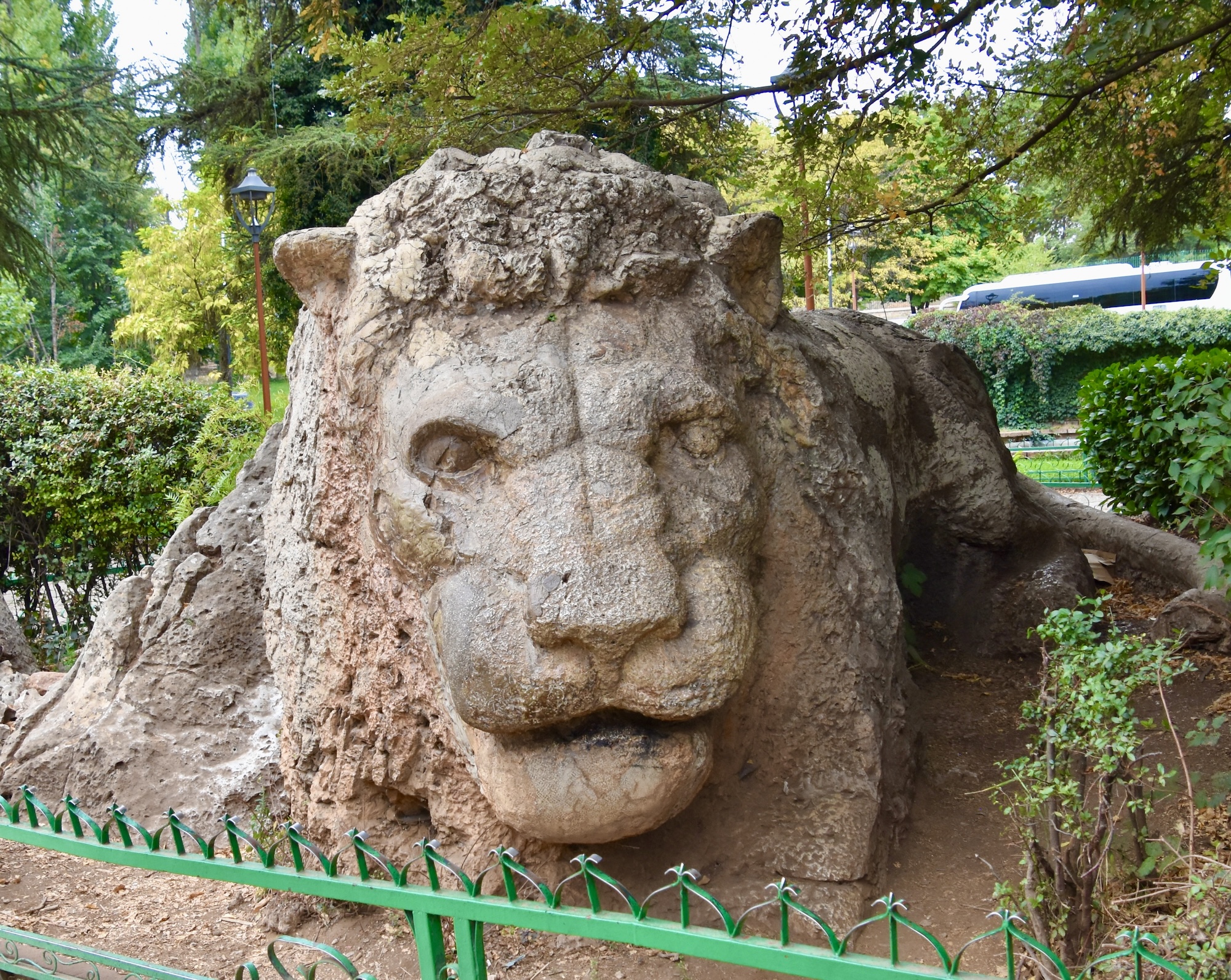 The Lion of Ifrane, on the Way to Erfoud