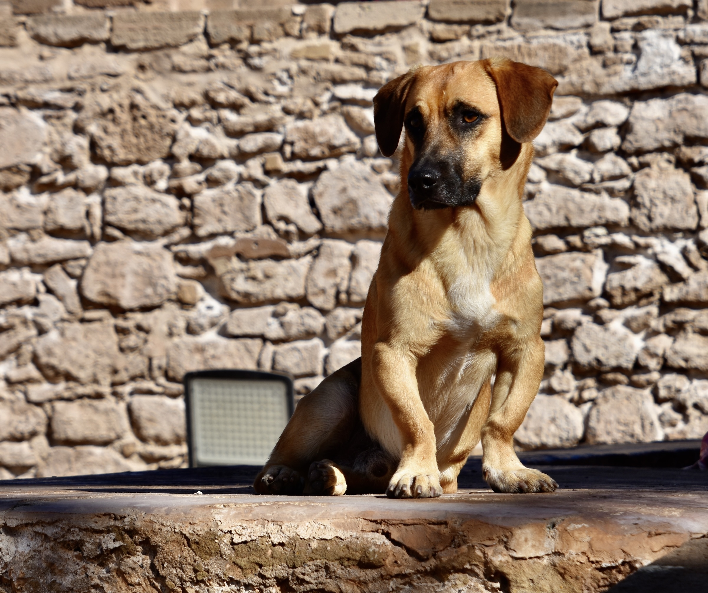 Watch Dog, Essaouira