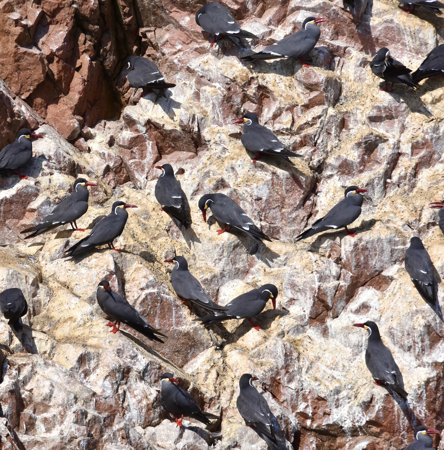Inca Terns, Ballestas Islands