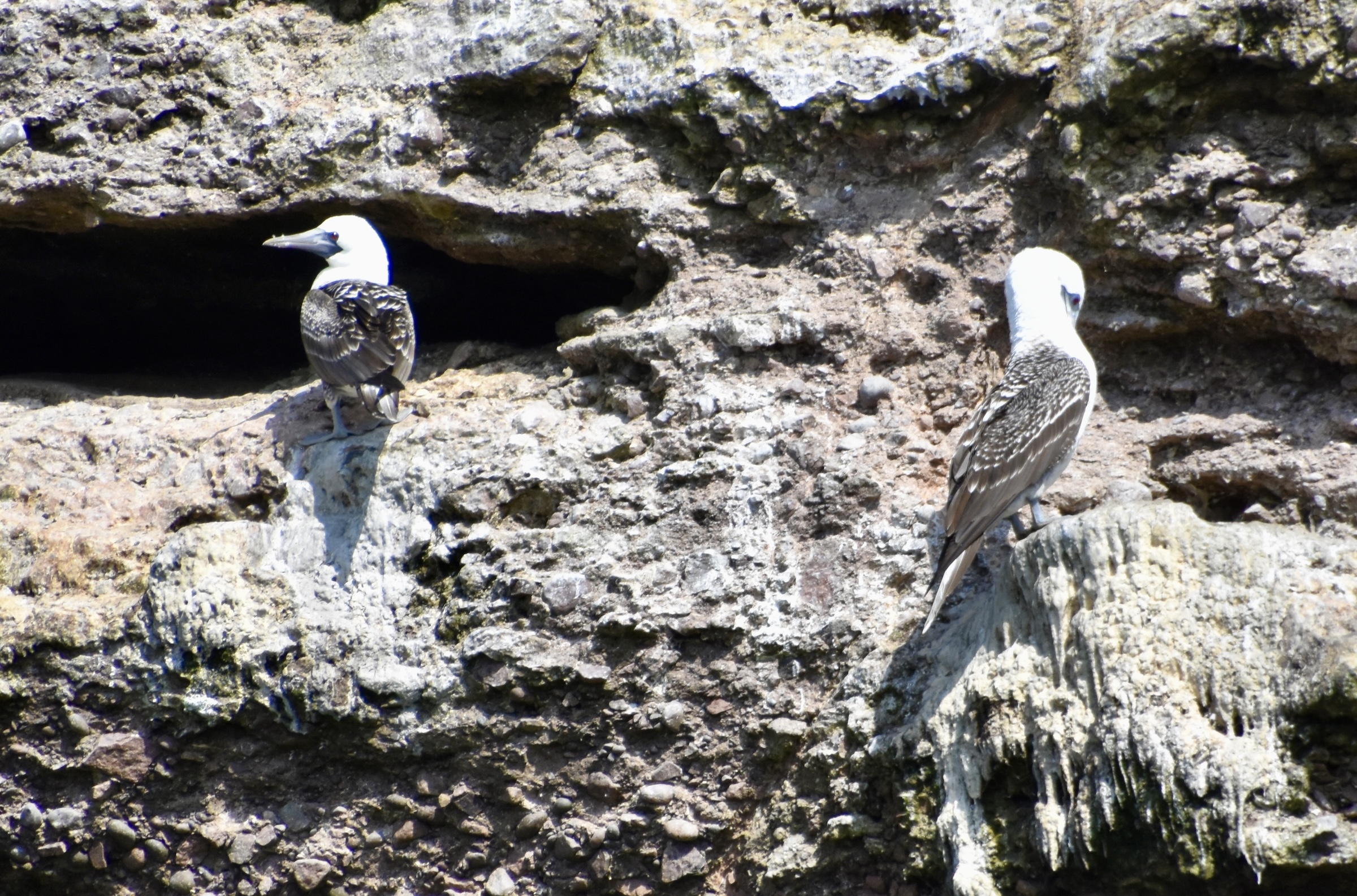 Peruvian Boobies, Balleastas Islands