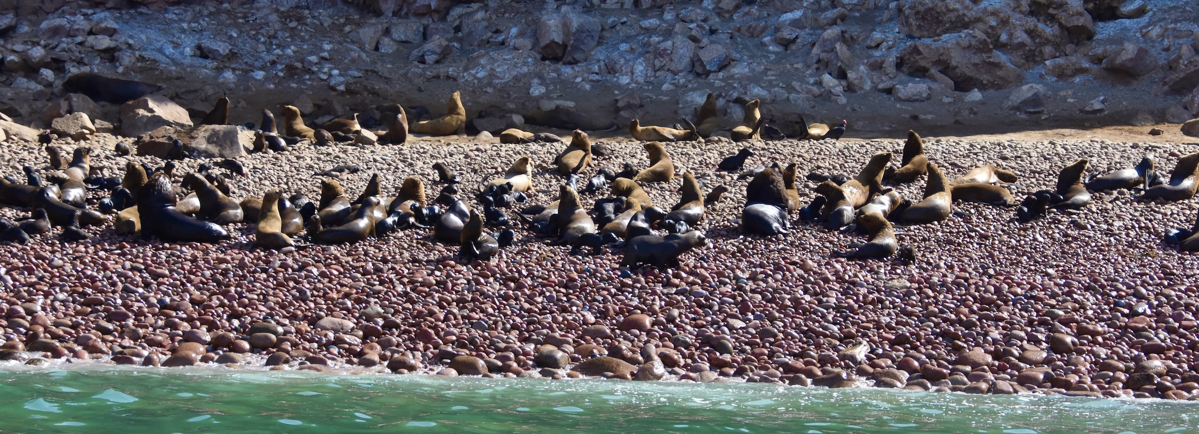 Sea Lion Nursery, Ballestas Islands