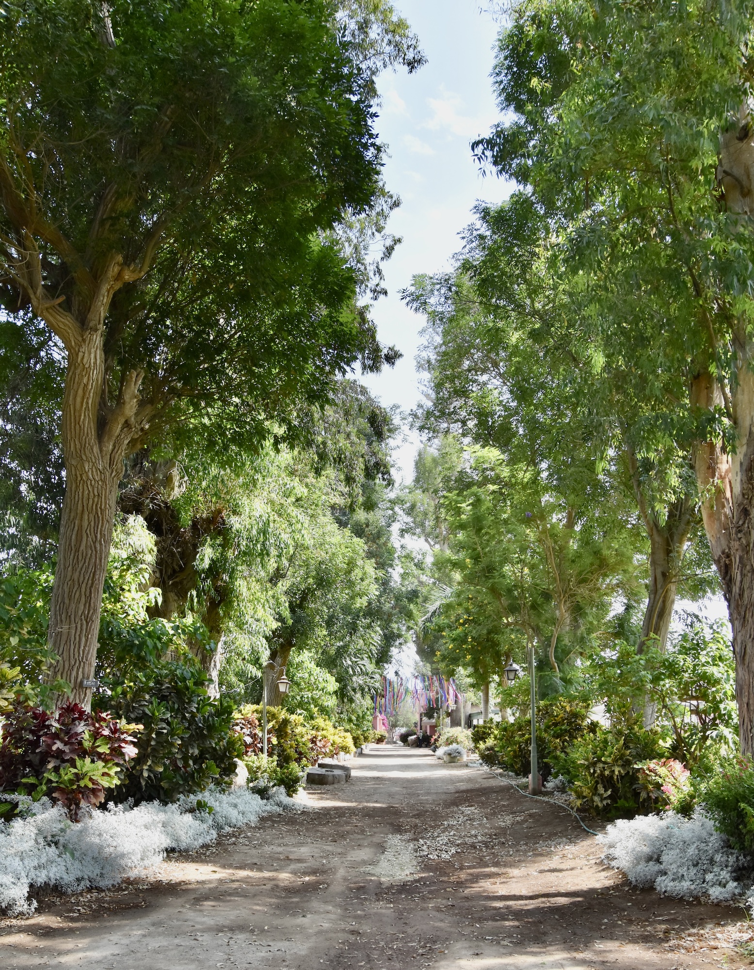 Beautiful Specimen Trees, Ica Peru