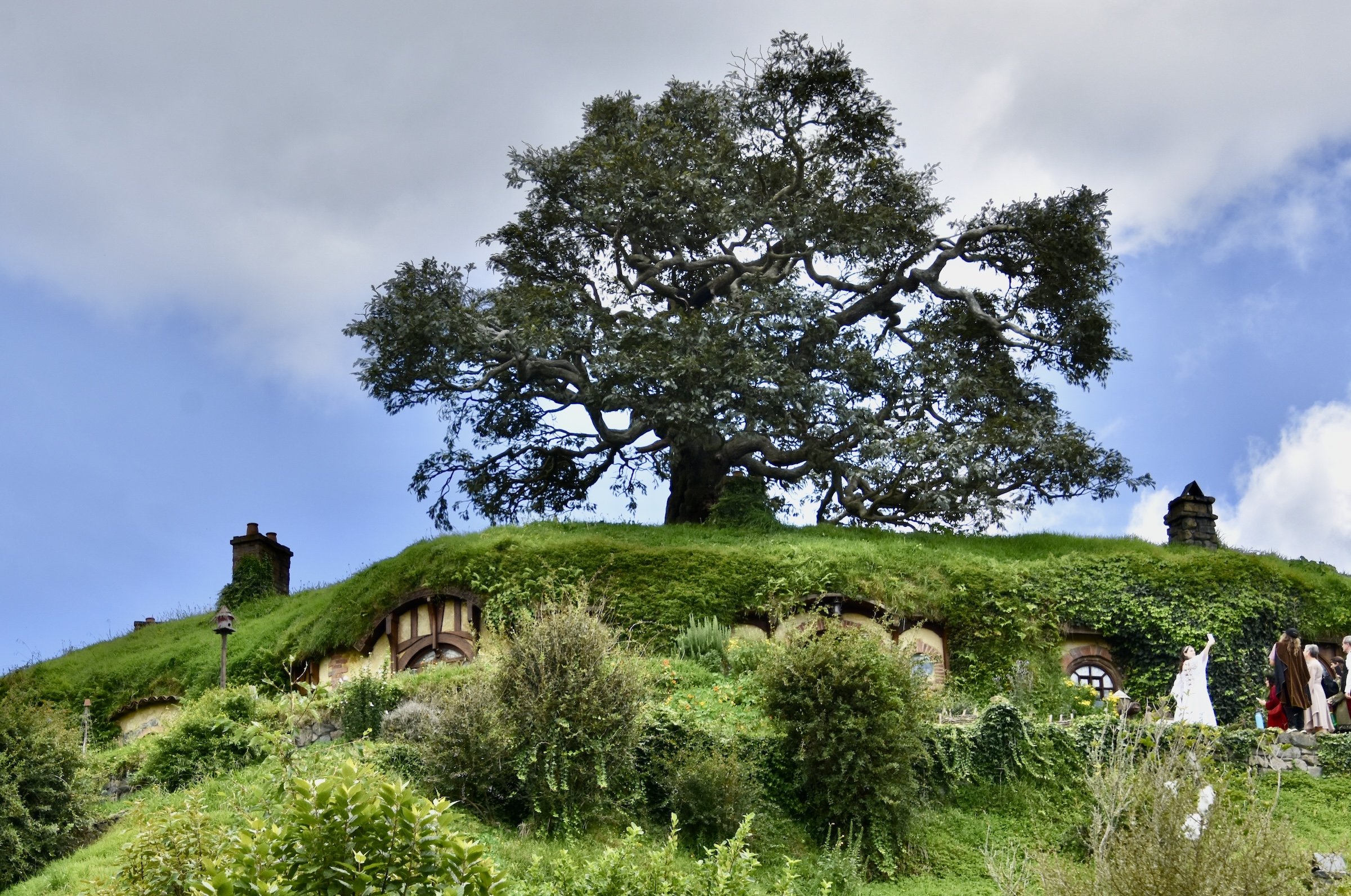The Hobbiton Sacred Tree