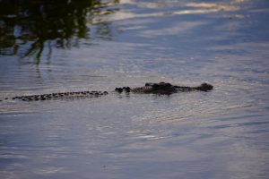 Salt Water Crocodile, Alligator River, Kakadu NP, Australia