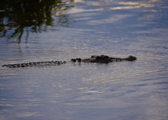 Salt Water Crocodile, Alligator River, Kakadu NP, Australia