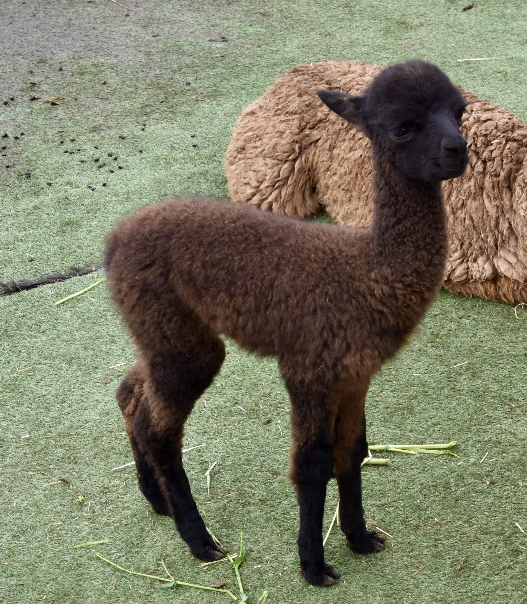 Around Cusco - Baby Alpaca