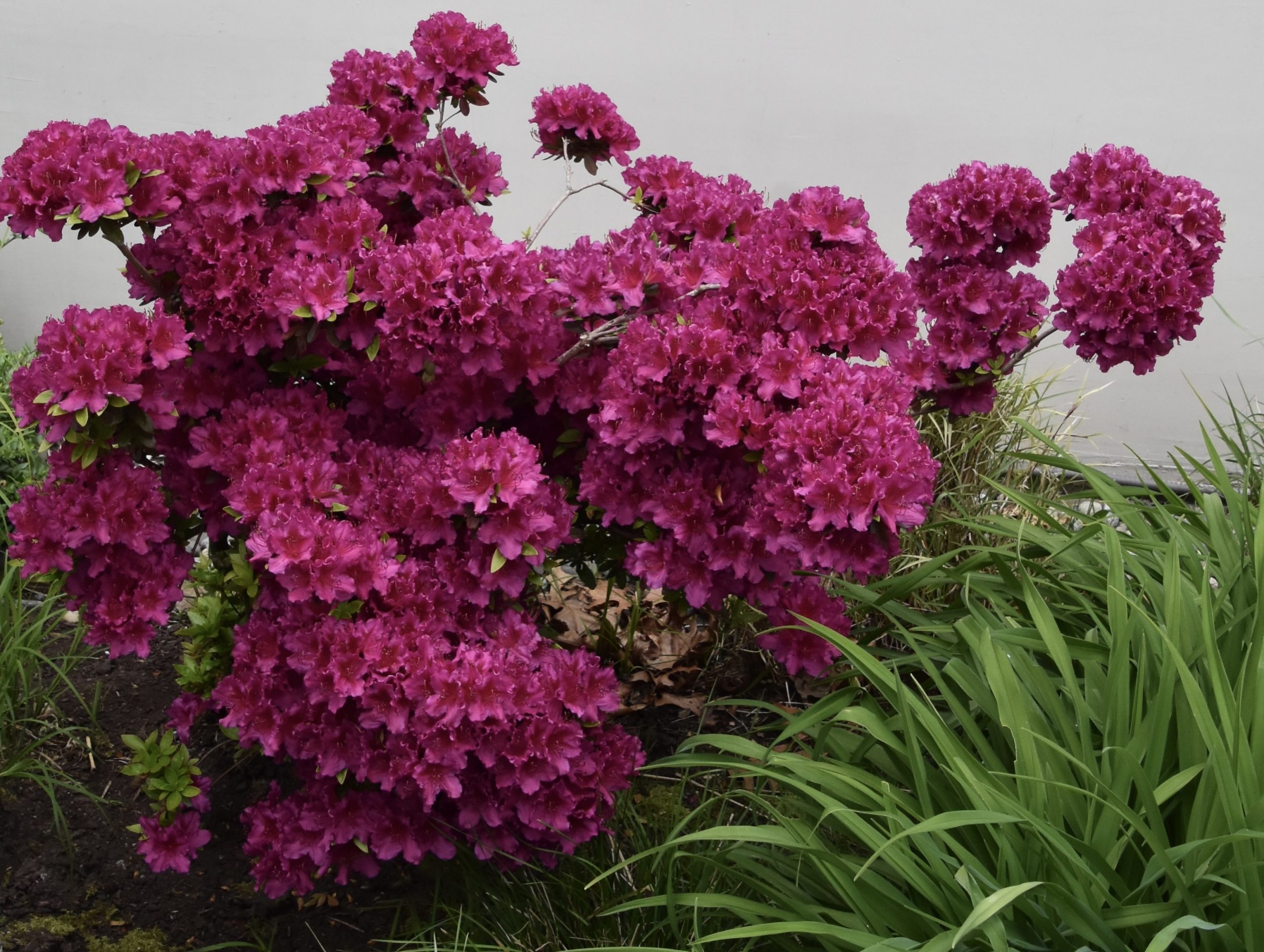 Brilliant Azalea, Vancouver's North Shore