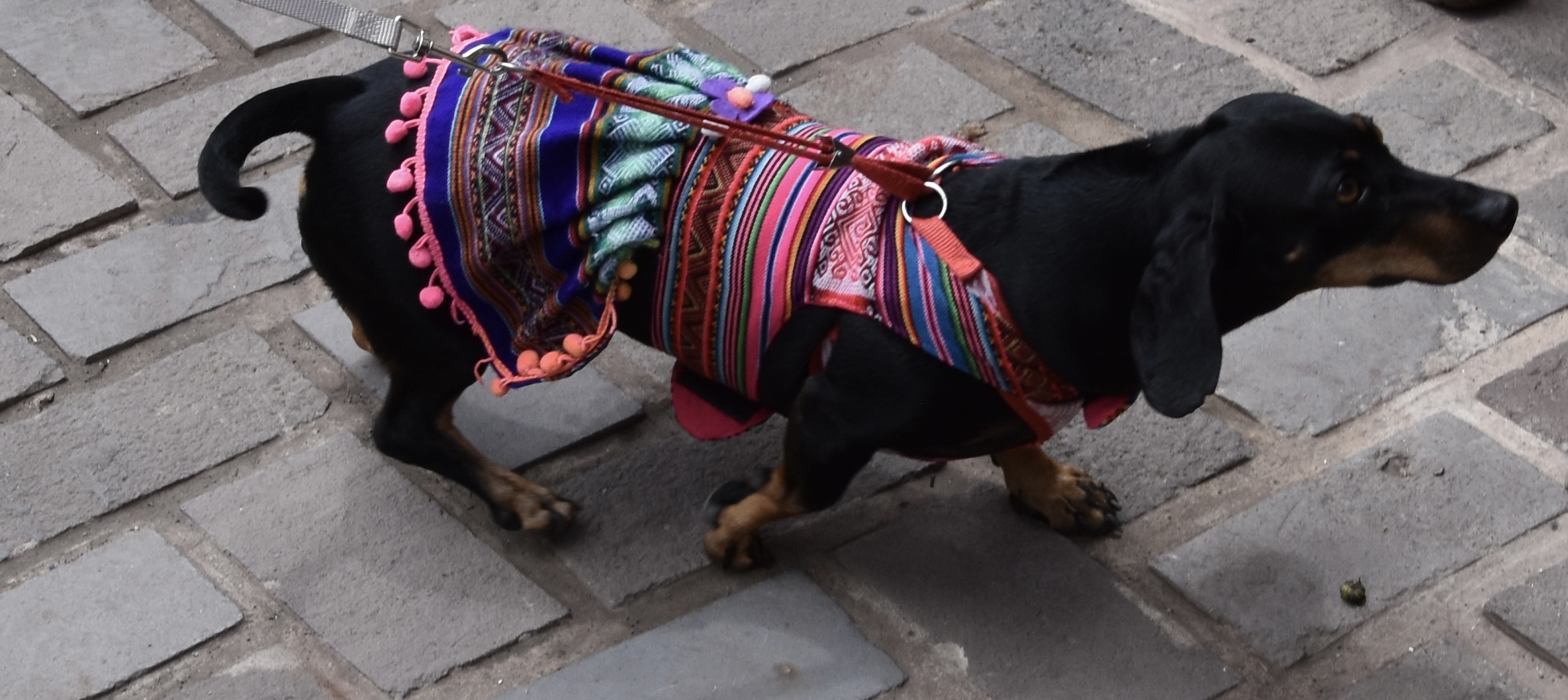 Dressed Up Dachshund, Pisac