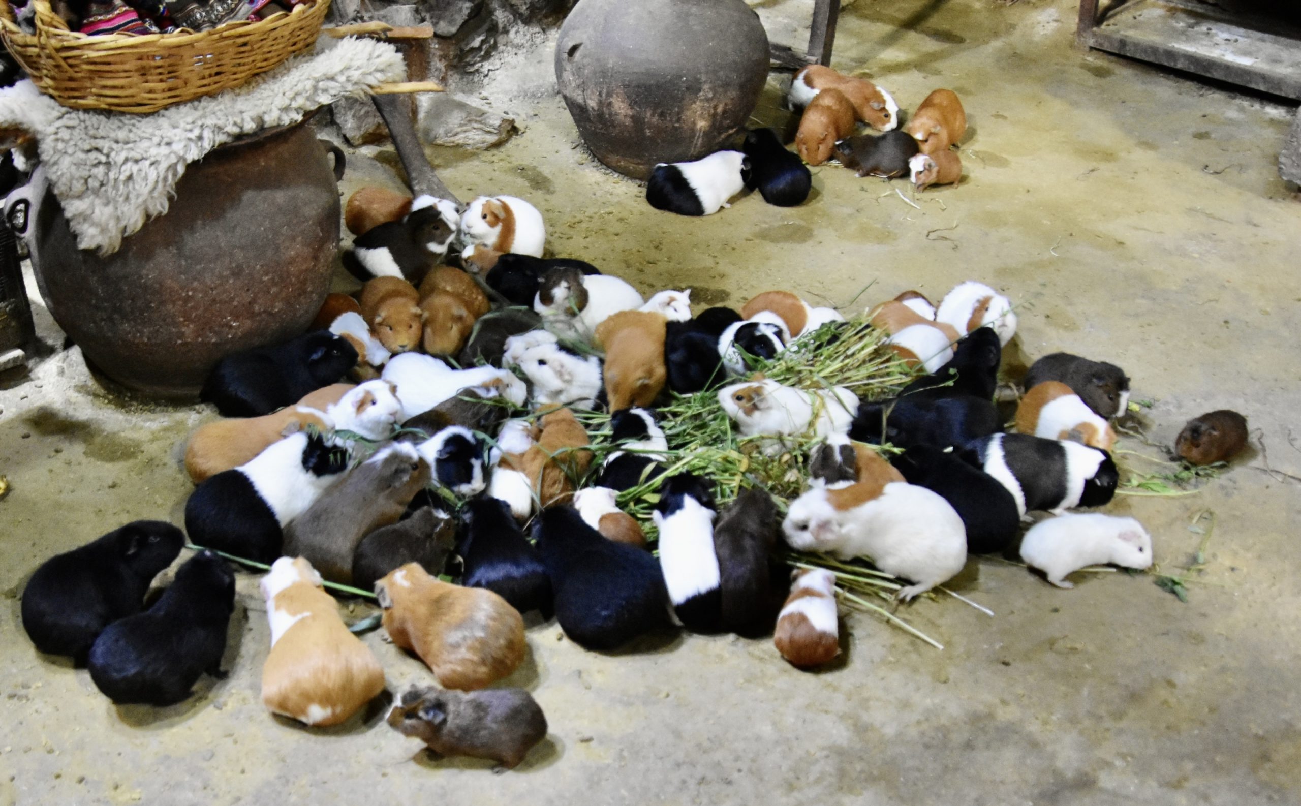 Guinea Pig Feast, Ollantaytambo