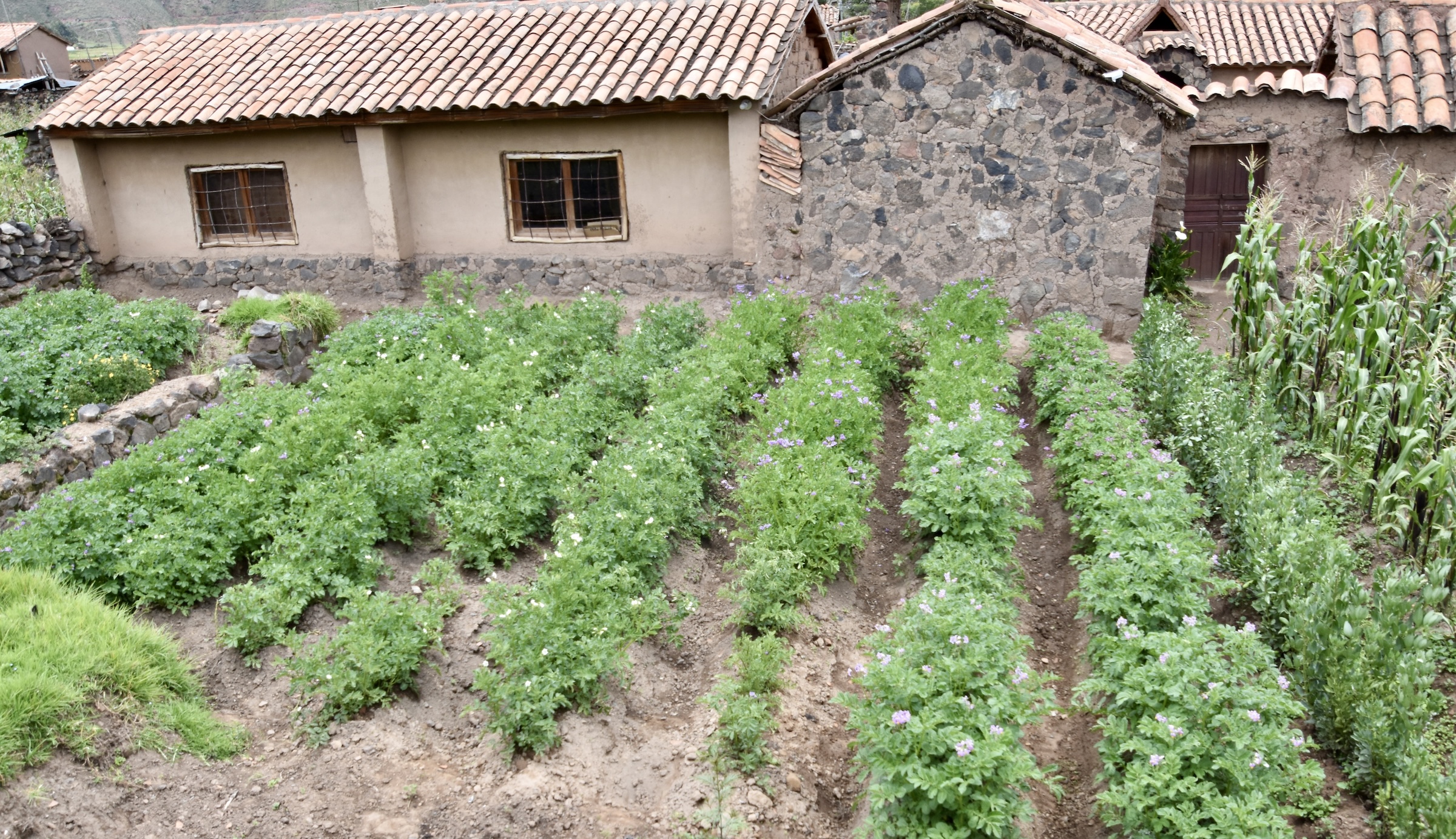Potatoes and Corn at Raqchi