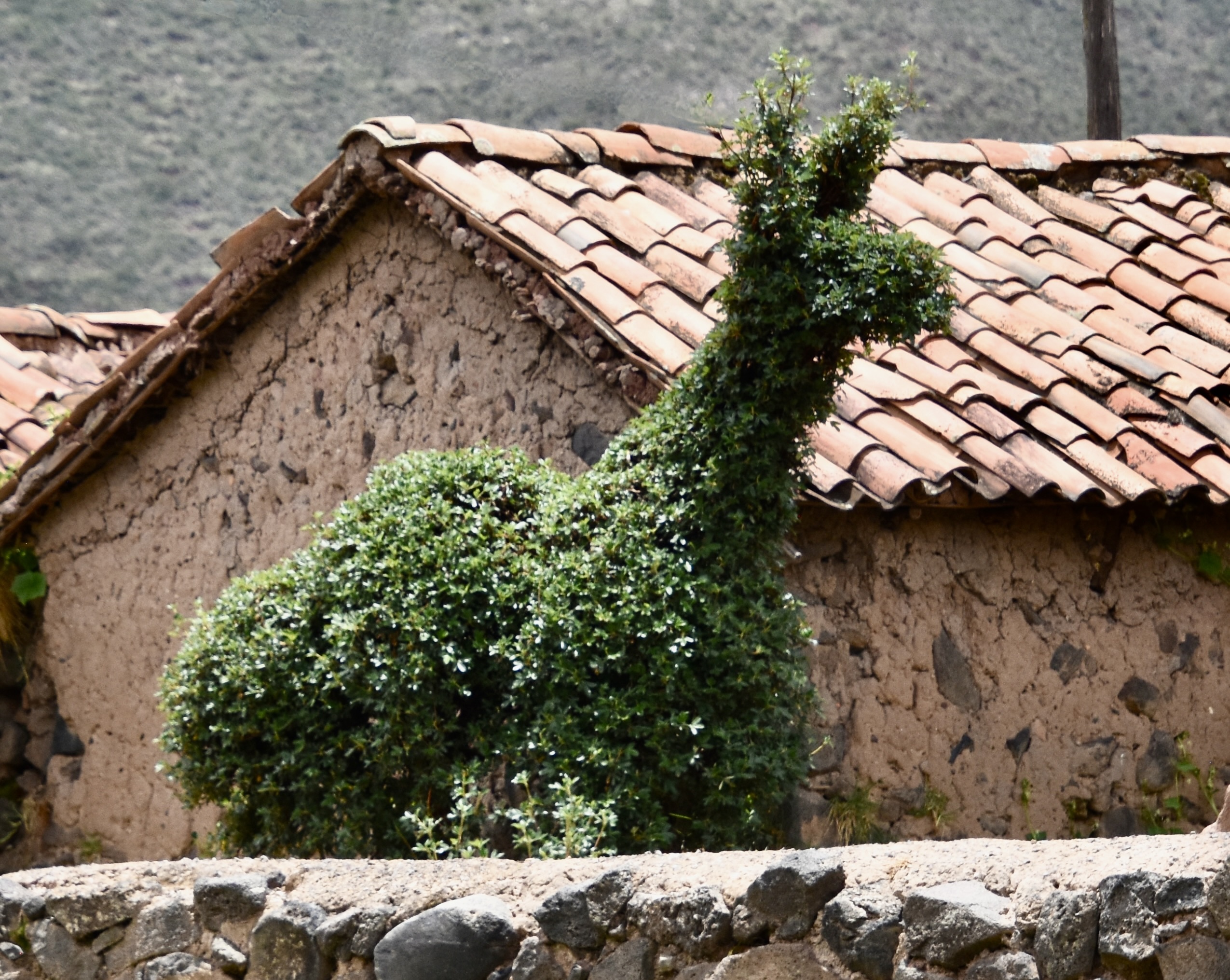 Topiary Llama, Raqchi
