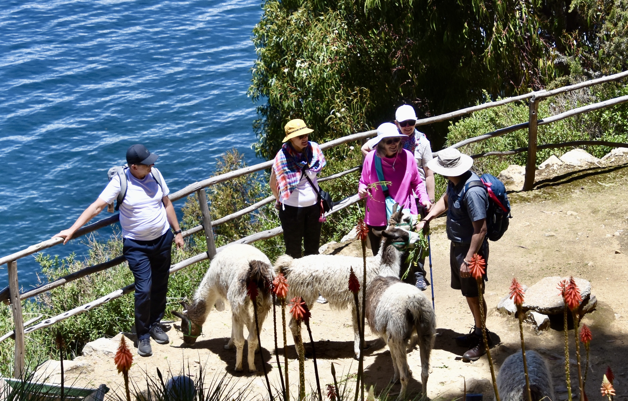 AA Group with Llamas on Isla del Sol