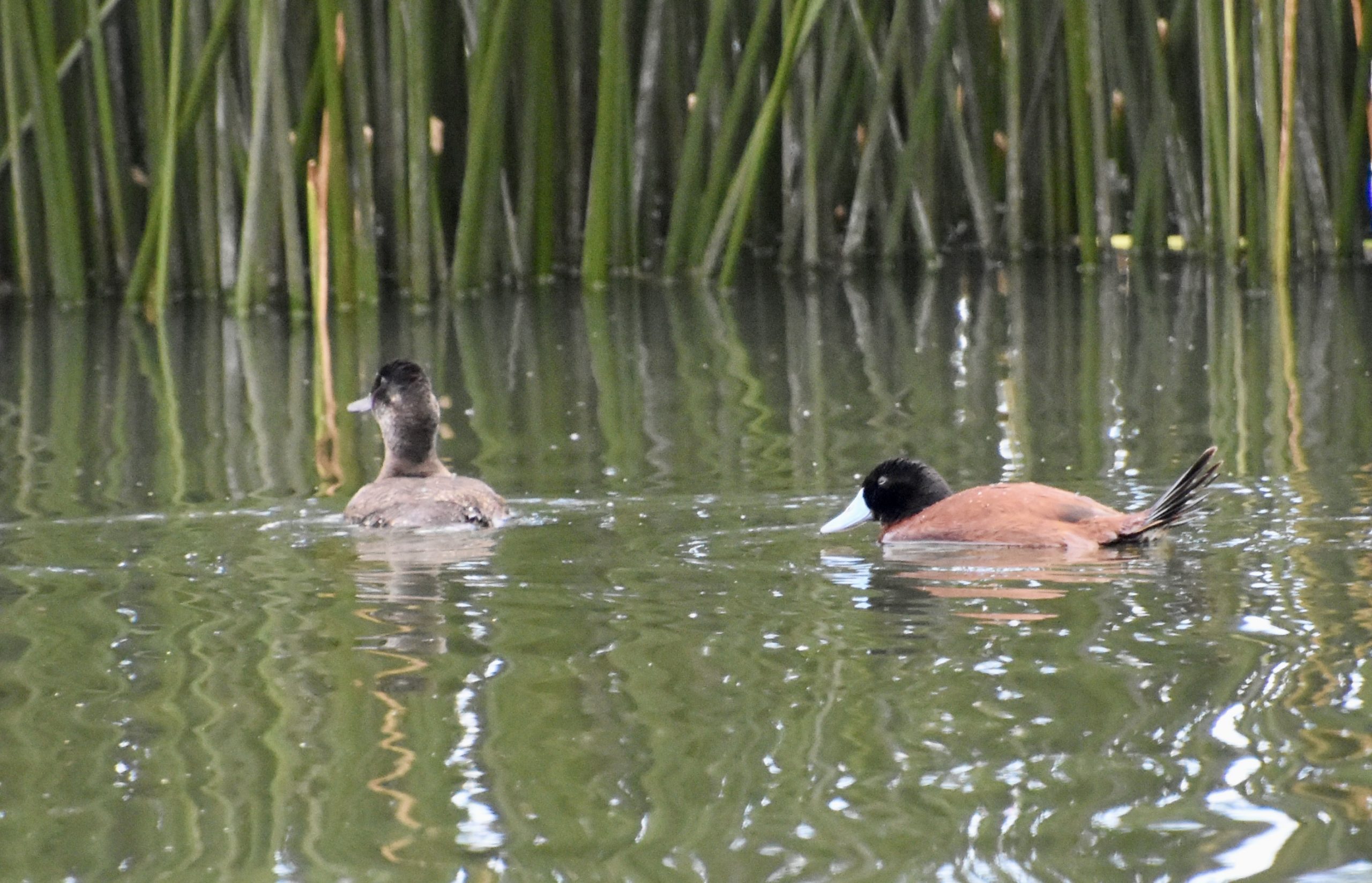 Andean Ducks on Lake Titicaca