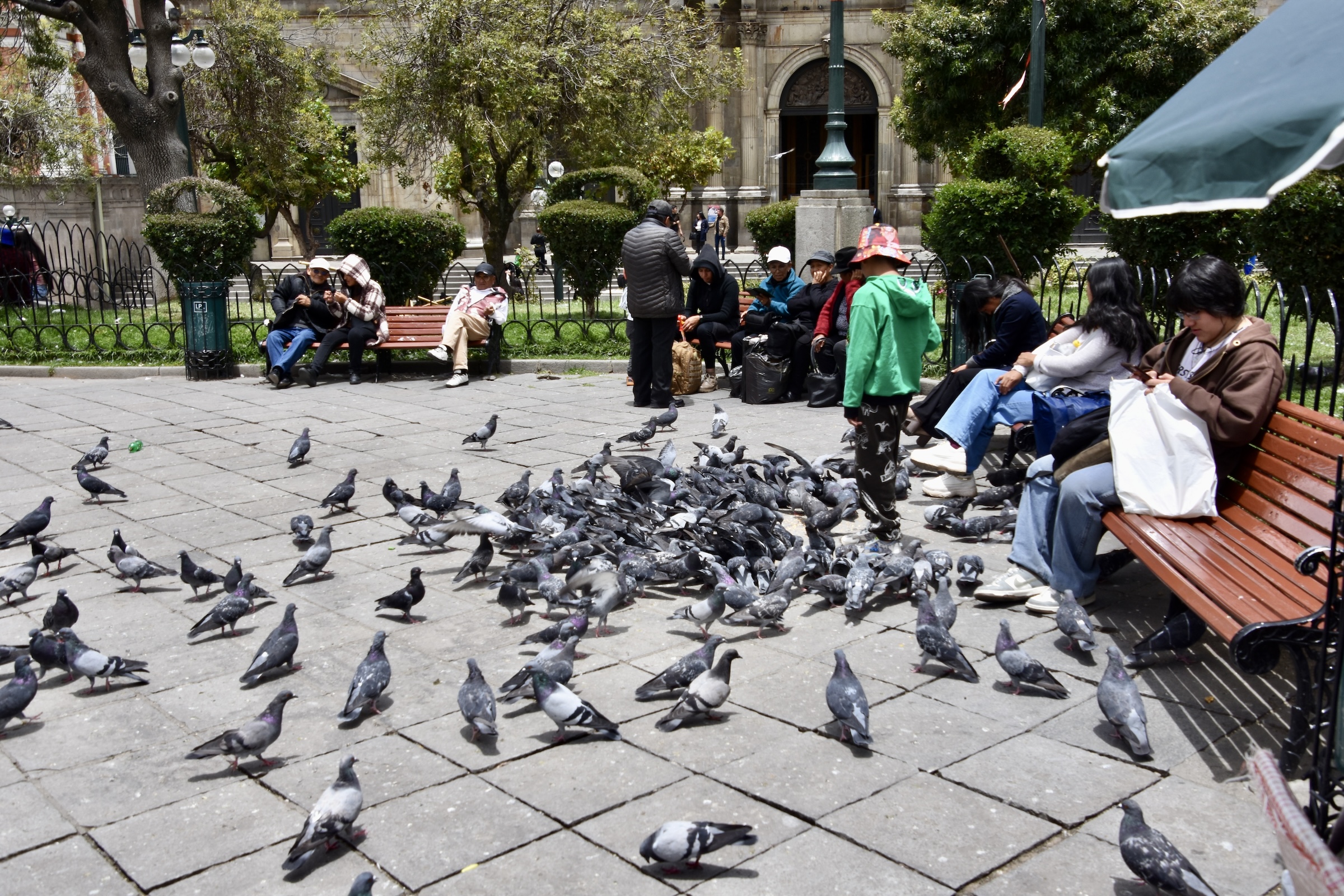 Bloody Pigeons, La Paz