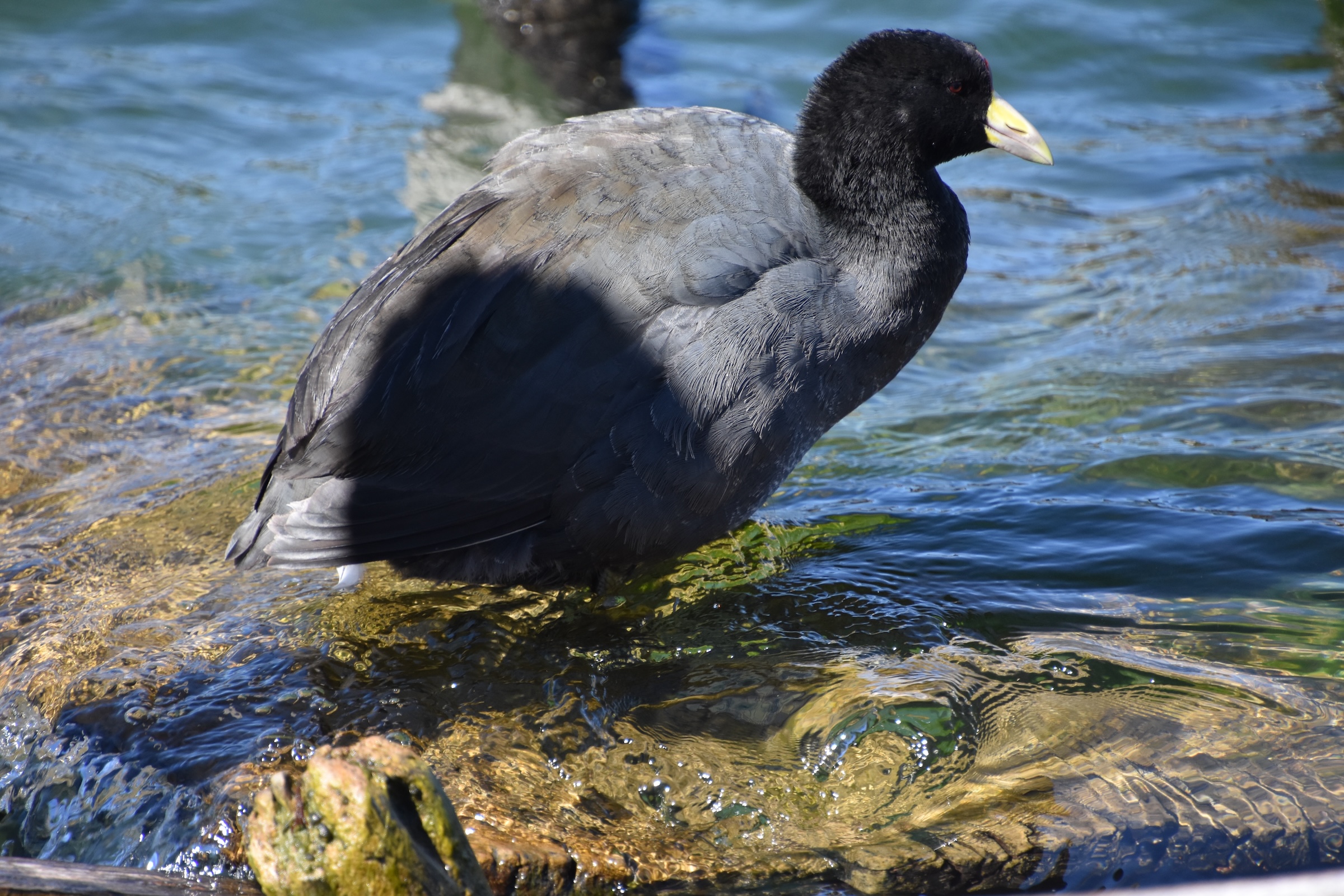 Giant Coot on Lake Titicaca