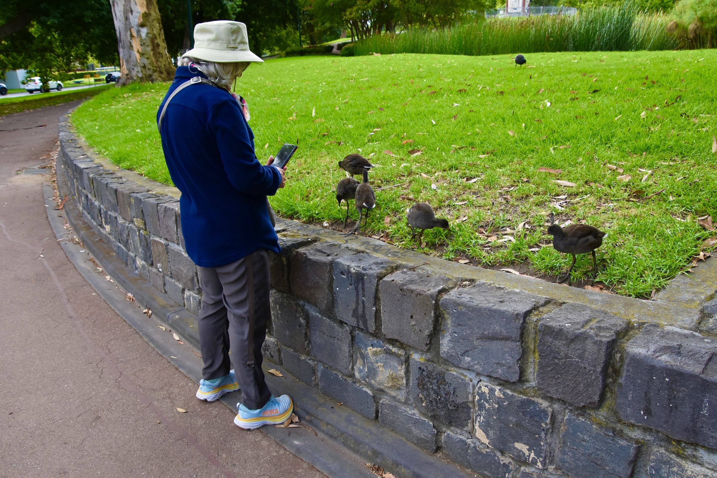 Alison with Five Dusky Moorhen Chicks, Melbourne Redux