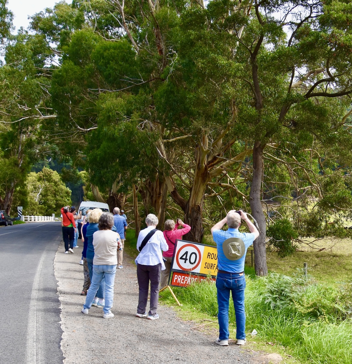 AA Group Koala Spotting on the Great Ocean Road