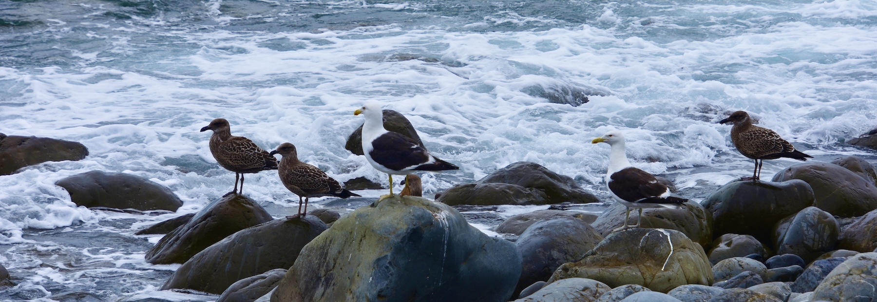 Kapiti Island Gulls