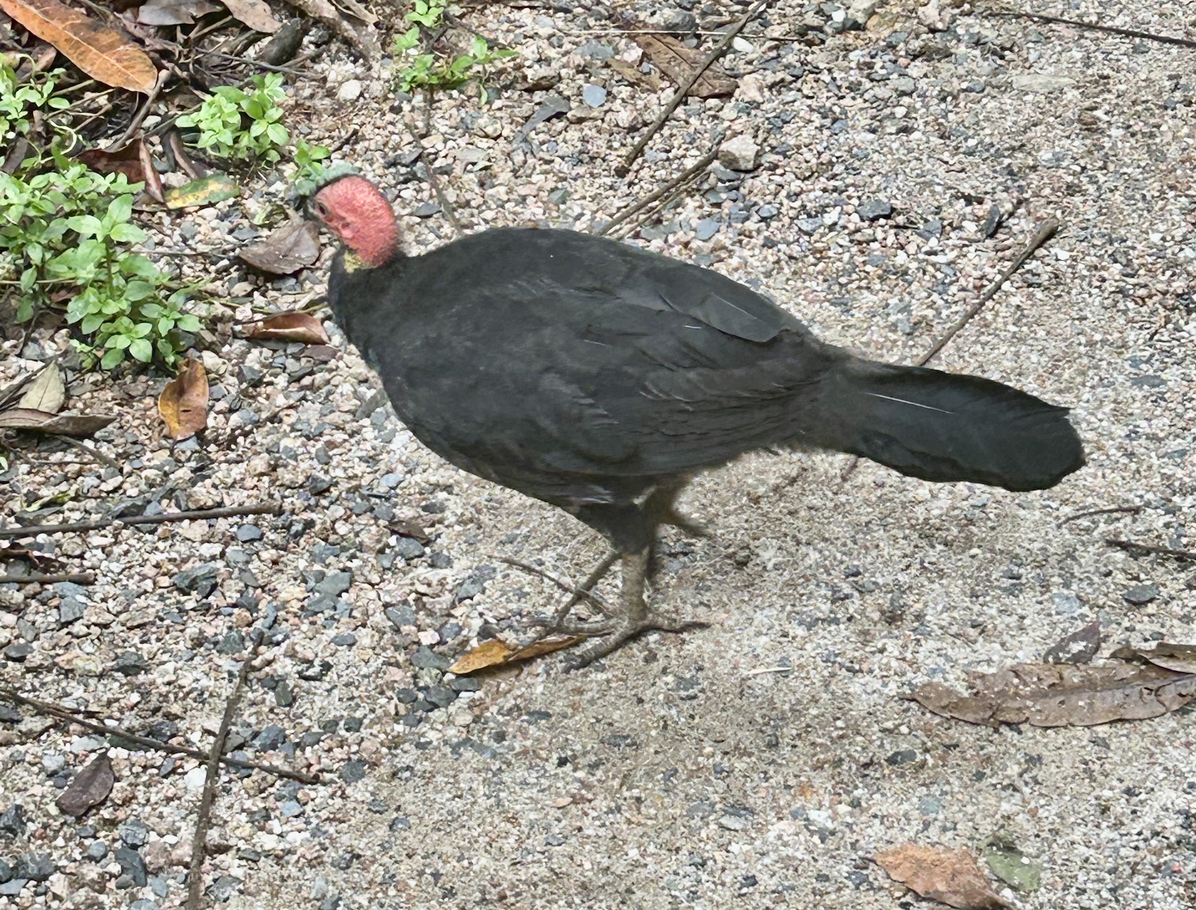 Australian Brush Turkey near Cairns