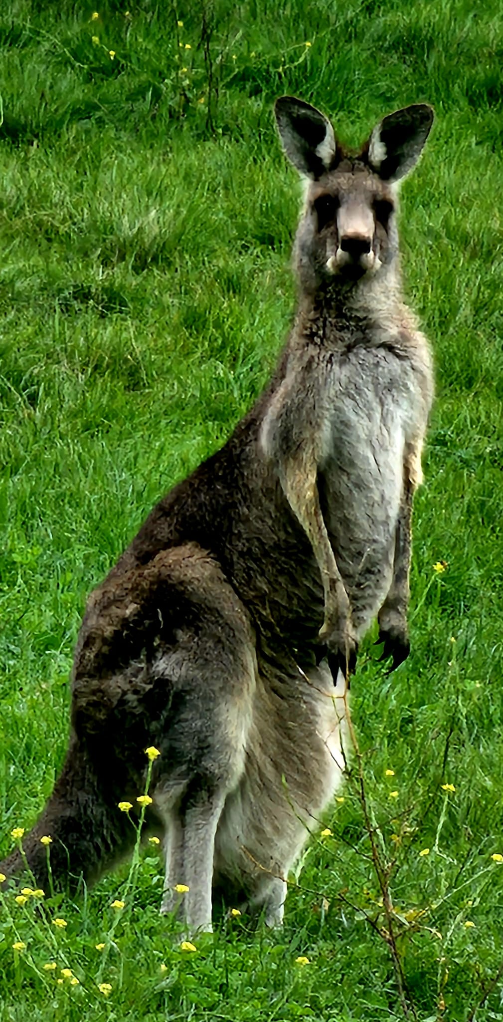 Curious Great Grey Kangaroo, Canberra