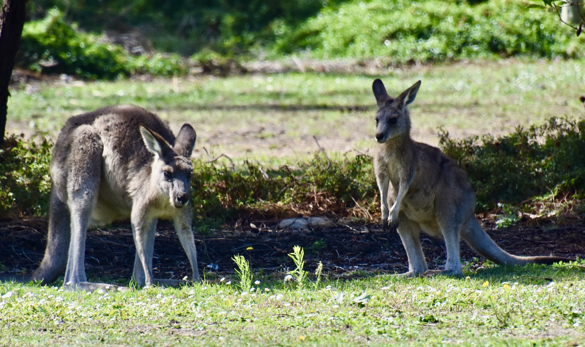 Great Grey Kangaroos, Great Grey Kangaroos