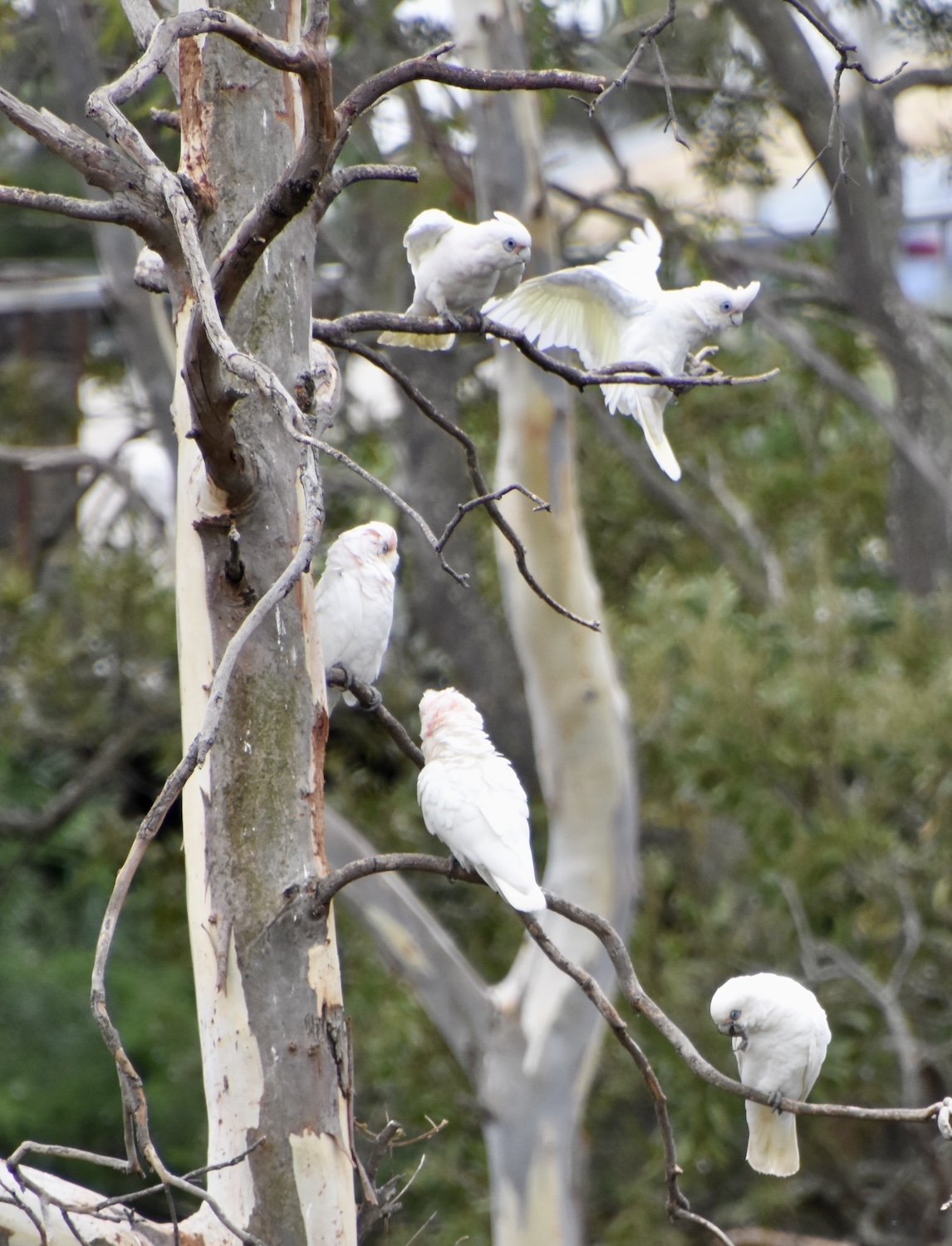 Little Corellas, Great Ocean Road