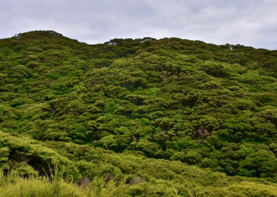 Rejuvenated Forest, Kapiti Island