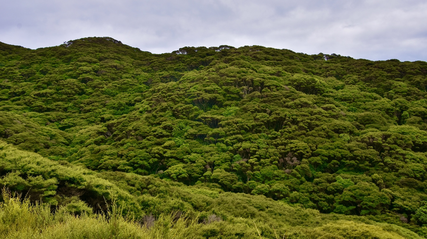Rejuvenated Forest, Kapiti Island