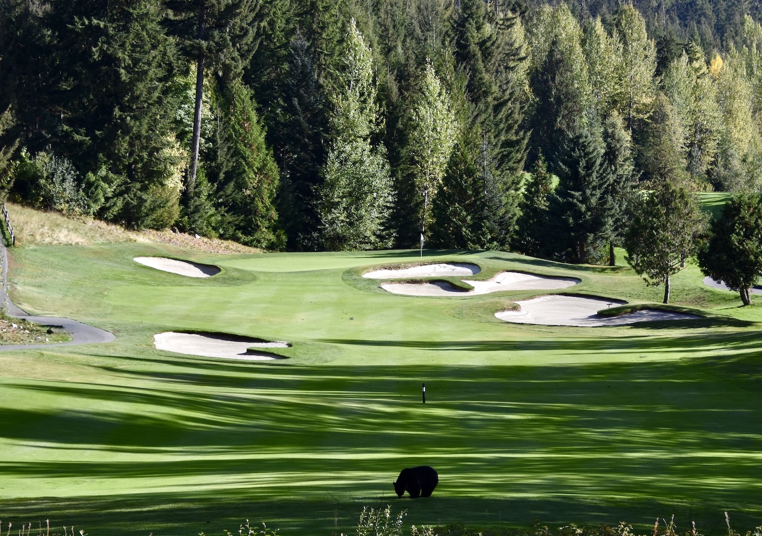 #13 with Bear at Chateau Whistler