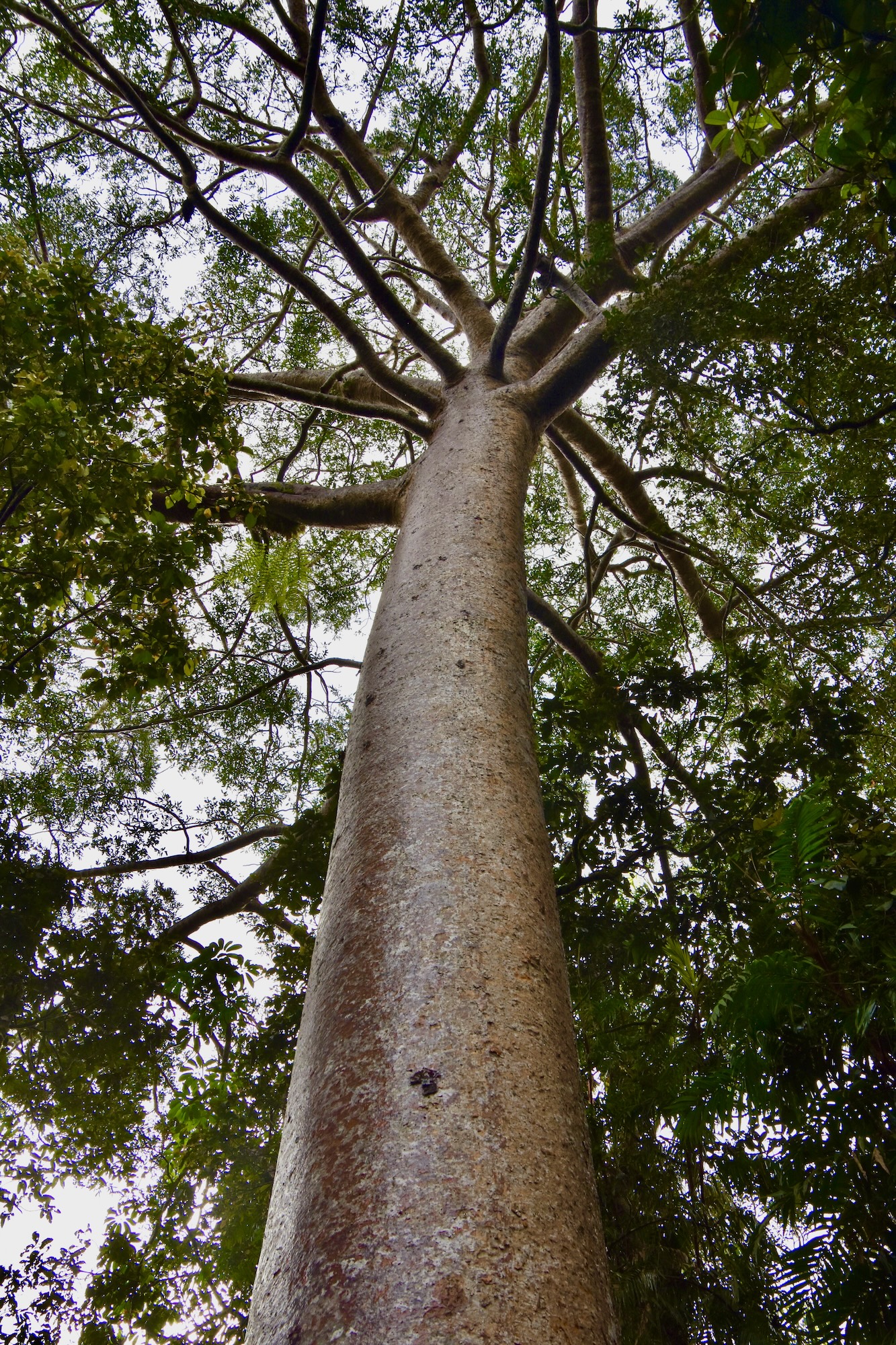 400 Year Old Queensland Kauri Tree, Daintree Rainforest