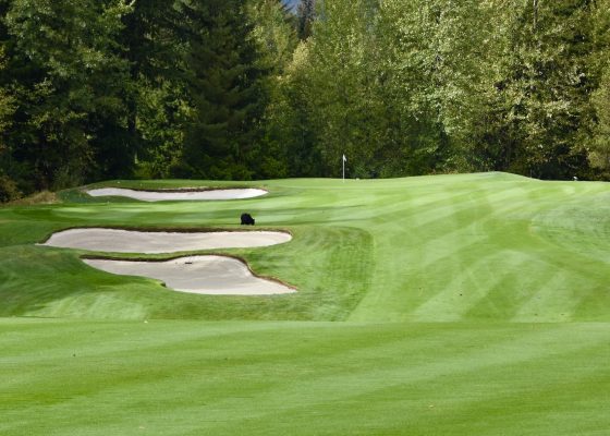 #6 Approach with Bear, Chateau Whistler
