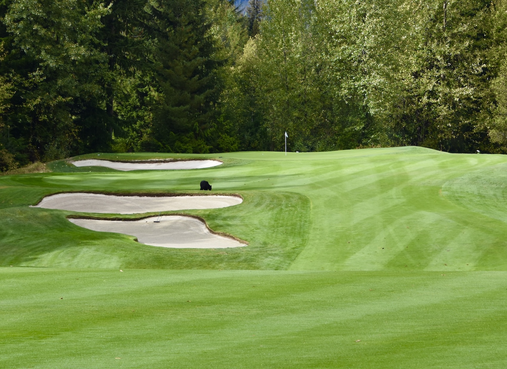 #6 Approach with Bear, Chateau Whistler
